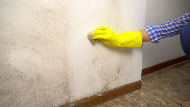 Reliable Keeseville, NY Mold Removal Solutions